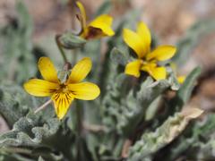 Viola pinetorum grisea