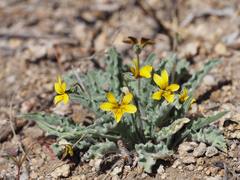 Viola pinetorum grisea