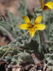 Viola pinetorum grisea