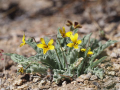 Viola pinetorum grisea
