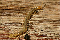Cryptops australis