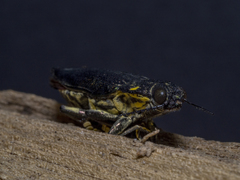 Cyphogastra semipurpurea