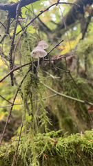 Hemimycena cucullata