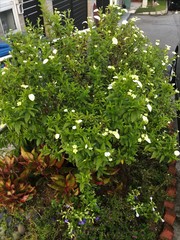 Pseudomussaenda flava