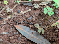 Leptotyphlopidae