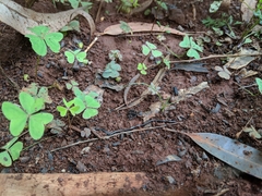 Leptotyphlopidae