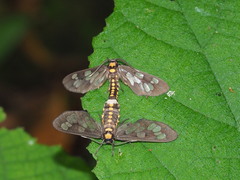 Eressa confinis