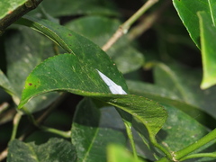 Leucodrepana serratilinea