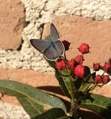 Echinargus