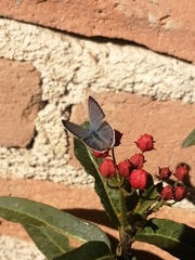 Echinargus