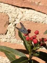 Echinargus