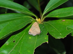 Rapala varuna formosana