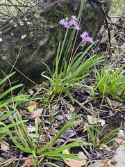 Tulbaghia maritima