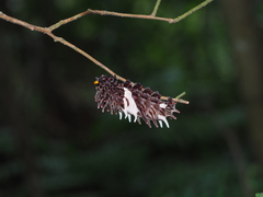 Troidini