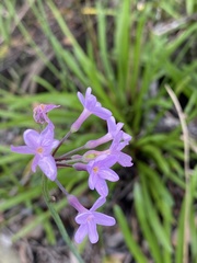 Tulbaghia maritima