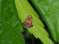 Phaecasiophora caryosema