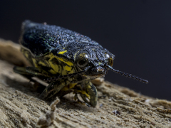 Cyphogastra semipurpurea
