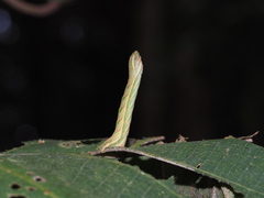 Pingasa ruginaria pacifica