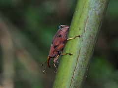 Metaprodioctes formosanus