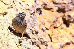 Emberiza striolata