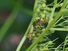 Cletomorpha simulans
