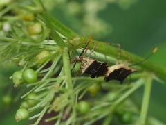 Cletomorpha simulans