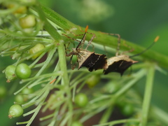 Cletomorpha simulans