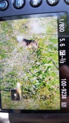 Spermophilus citellus