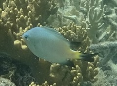 Amblyglyphidodon melanopterus