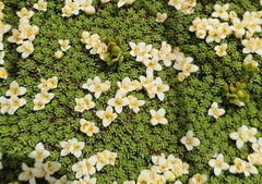 Kelleria croizatii