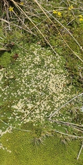 Kelleria croizatii
