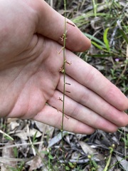 Stackhousia muricata