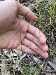 Stackhousia muricata