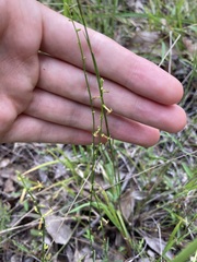 Stackhousia muricata