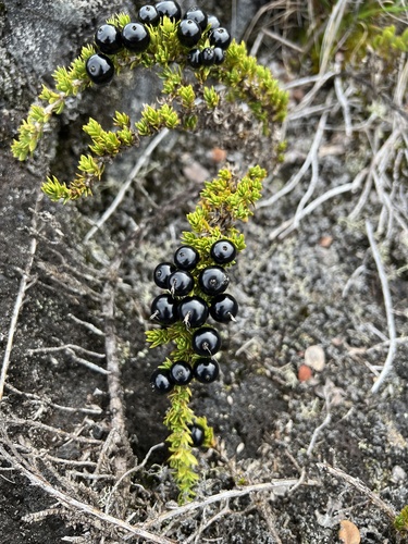 Coprosma ernodeoides