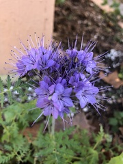 Phacelia tanacetifolia
