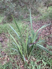 Dianella brevipedunculata
