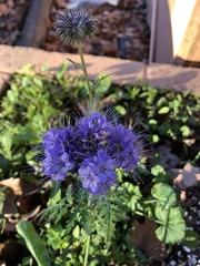 Phacelia tanacetifolia