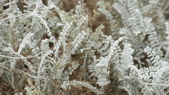 Astragalus anemophilus