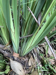 Dianella brevipedunculata
