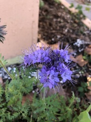 Phacelia tanacetifolia