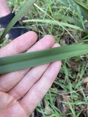 Dianella brevipedunculata