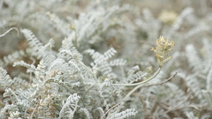 Astragalus anemophilus