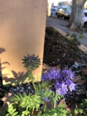 Phacelia tanacetifolia