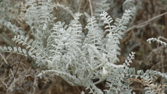 Astragalus anemophilus