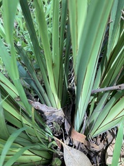 Dianella brevipedunculata