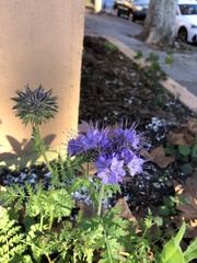Phacelia tanacetifolia