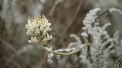 Astragalus anemophilus