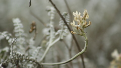 Astragalus anemophilus