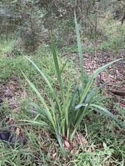 Dianella brevipedunculata